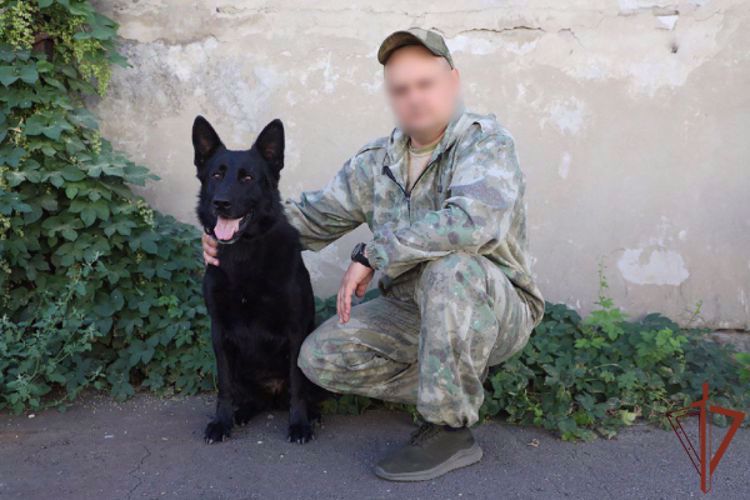 Ветеринары Росгвардии спасли раненую служебную собаку в ЛНР